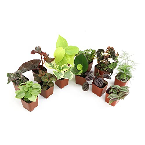 12-Pack Altman Plants Live Houseplants