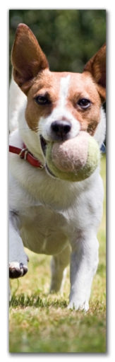 Walgreens Photo: Set of 4 2"x7" Customized Photo Bookmarks