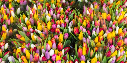 8-Day Netherlands Tulip Season Cruise