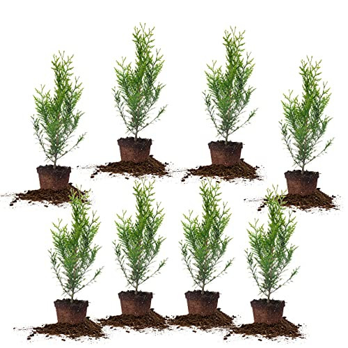 Perfect Plants 8-Pack Thuja Green Giant Arborvitae Privacy Evergreen