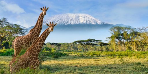 Roundtrip Business Class Flights to Africa