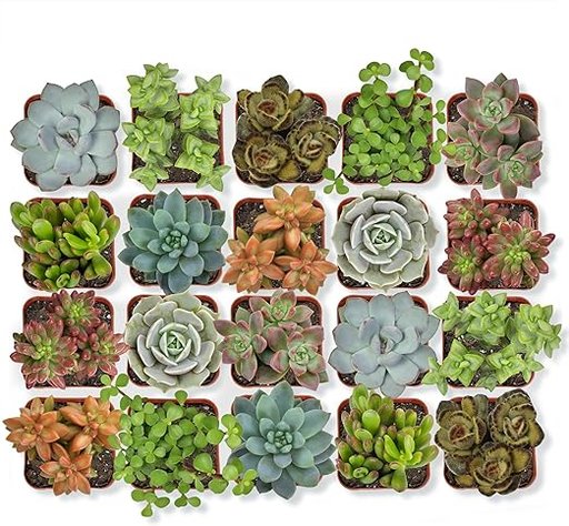 20-Pack of Assorted Succulents