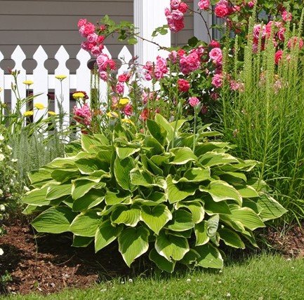Heart Shaped Hosta - 12-Bare Roots