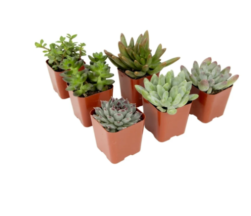 6-Pack Altman Plants Live Mini Succulents
