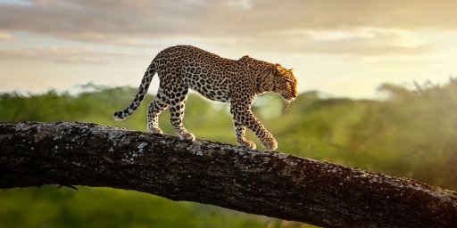 10-Day Kenya Small-Group Safari Tour with Flights