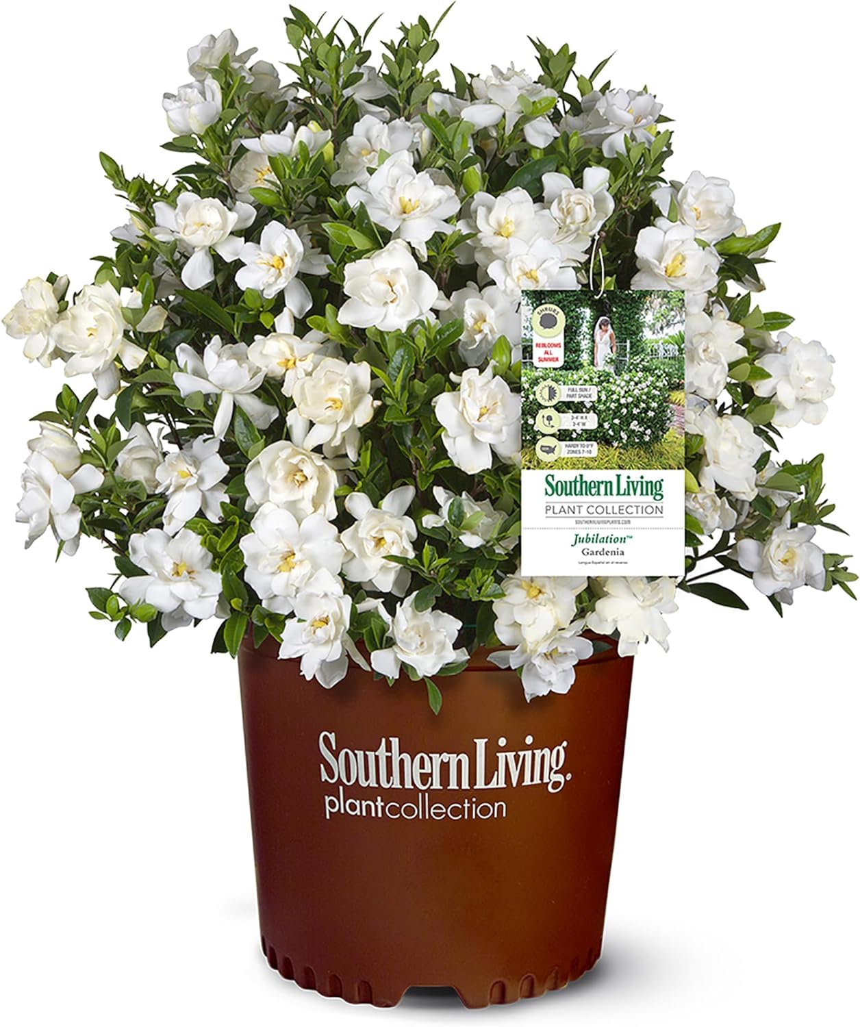 Jubilation Gardenia, 2 Gal, Fragrant White Blooms