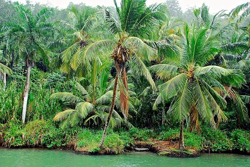 Roundtrip Flights from Chicago to La Romana, Dominican Republic