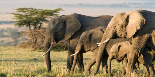 Tanzania & Serengeti: 9-Night Safari w/ International Flights