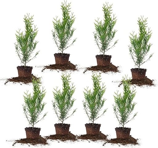 Perfect Plants Thuja Green Giant Privacy Trees 8-Pack