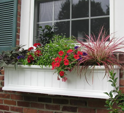 Live Plant Deals at Walmart