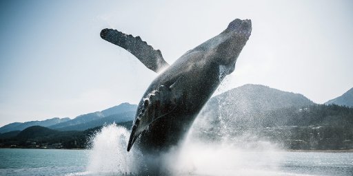7-Night Alaska Cruise Incl. Glacier Bay, Anchorage to Vancouver
