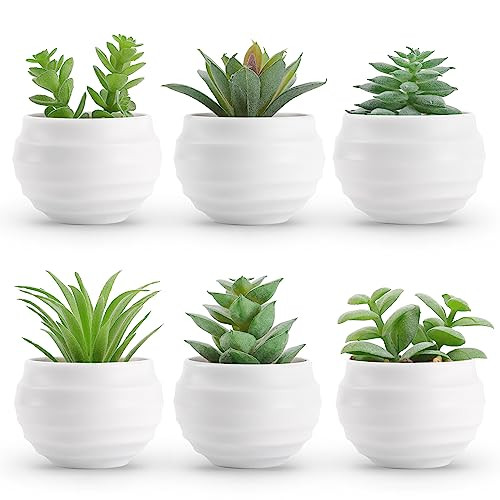 Der Rose Set of 6 Succulent Plants