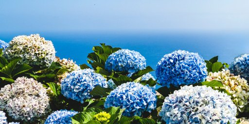 6-Night Madeira Vacation Package with Airfare