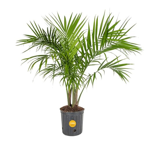 Costa Farms Majesty Palm
