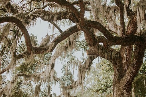 JetBlue Nonstop Roundtrip Flights from NYC to Savannah/Hilton Head