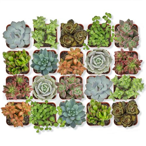 20-Pack Altman Plants Assorted Potted Live Succulent Outdoor/Indoor Plants