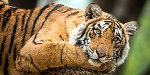 22-Day Royal India Tour with Airfare
