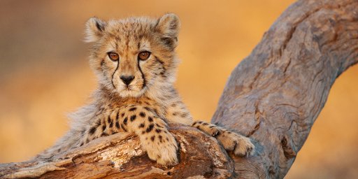 8-Night Luxe South Africa Safari Package w/ Mauritius & Flights