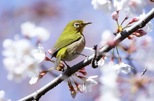 Roundtrip Flights from Los Angeles to Osaka