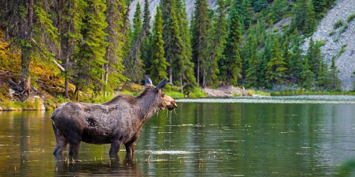 13-Day Cruise: Alaska Land and Sea Vacation Package