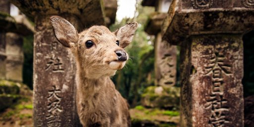 Japan for 8 Nights w/ Sightseeing & Flights