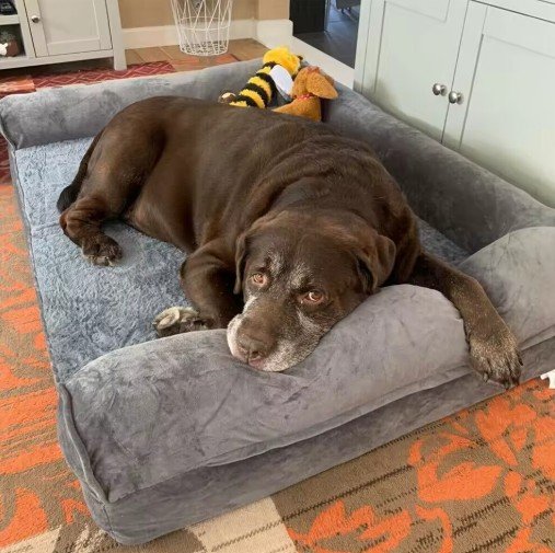 Orthopedic Pet Mattress for Large Dogs