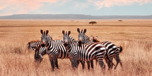 Kenya & Tanzania: 9-Night Safari Tour Package with Flights