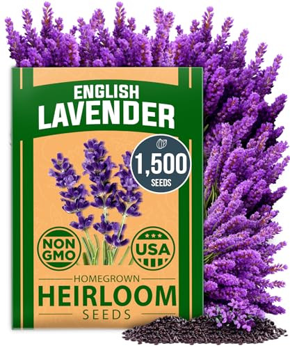 Lavender Seeds 1,500+ 𝗡𝗢𝗡-𝗚𝗠𝗢 Wildflower Seed for Planting
