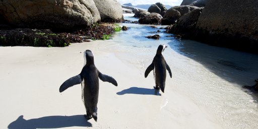 Kenya, South Africa & Botswana, 13-Night Adventure with Airfare Included