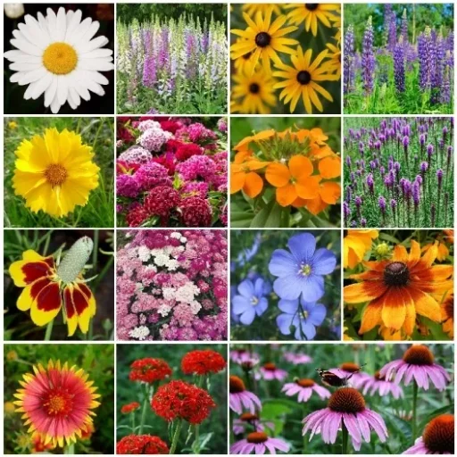 400 Perennial Wildflower Seeds