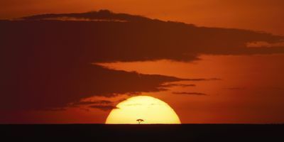 11-Day Essential East Africa Safari Tour