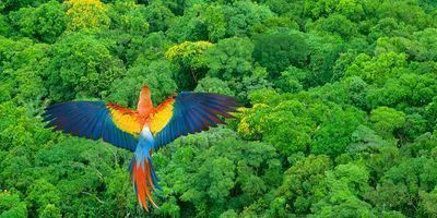 Dream Costa Rica Escape: 8-Day Tour Package with Flights