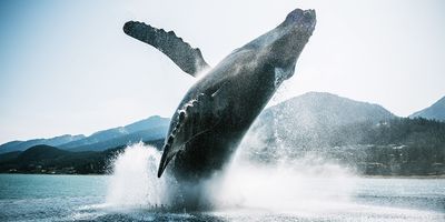 15-Day Cruise, Alaska & North Pacific Crossing  Seattle to Tokyo