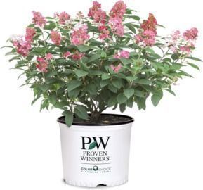 2 Gal Proven Winners Little Quick Fire Hydrangea